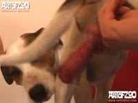 Big tits masked lady having dog sex with horny dog